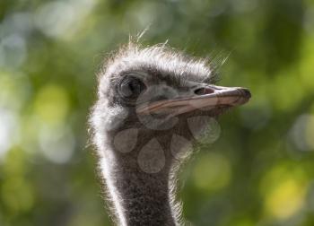 Ostrich close-up in the looks cautiously around.