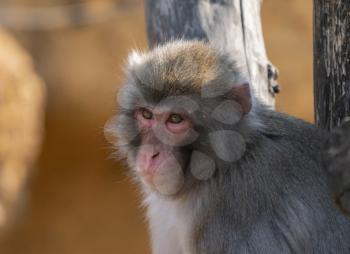 Portrait of a japanese macaque snow monkey.