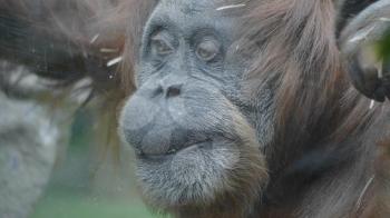 Lowland orangutan on the epic pose of solving his problems.