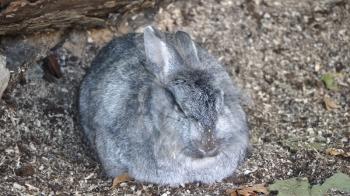 Fluffy gray rabbit resting his ears pressed.