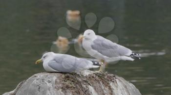 Two seagulls are sitting on a stone in the sea.
