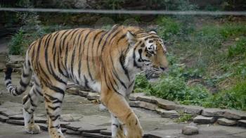 The Amur tiger is the graceful gait of the taiga.