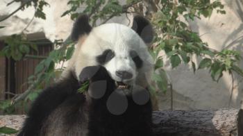 Panda eat juicy bamboo branches for lunch.