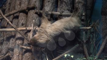Sloth hanging upside down on a tree branch.