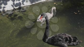 Black swans swim on the lake in autumn.