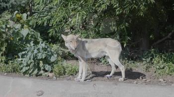 Grey Wolf Canis lupus Portrait - captive animal.