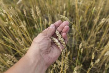 Farmer in field touching his wheat ears.