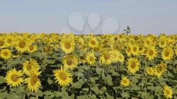 Field of blossoming sunflowers against the blue sky.
