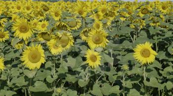 Field of flowering sunflowers with bees collecting honey.
