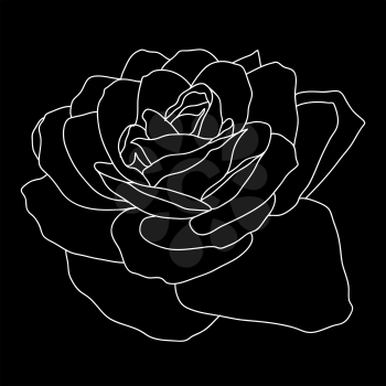 Beautiful monochrome sketch, black and white rose flower isolated.