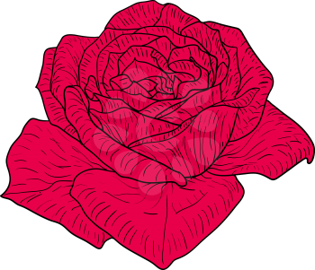 Beautiful color sketch, rose flower on a white background.