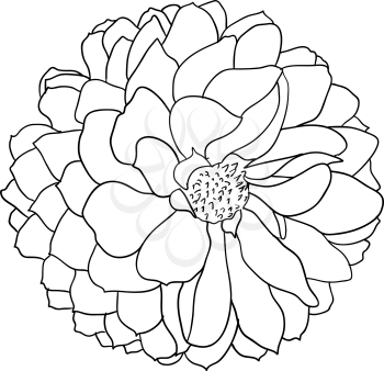 Beautiful monochrome sketch, black and white dahlia flower isolated.
