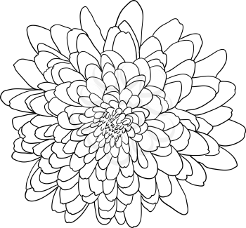 Beautiful monochrome sketch, black and white dahlia flower isolated.