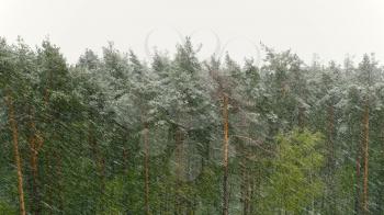 Snow blizzard in the pine forest. UltraHD stock footage.