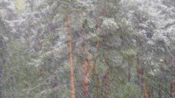 Snow blizzard in the pine forest.