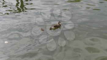 Duck with ducklings on walk floating in the pond water