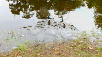 Ducks on walk floating in the pond water.