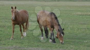 Horses grazing in a pasture in the Altai Mountains.