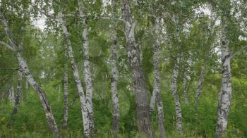Birch forest in sunlight in the morning, nature background.