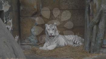 Tiger albino lies, a white Amur rare species.