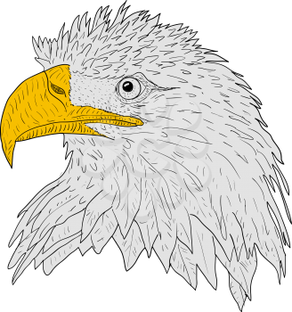 Sketch silhouette sketch eagle face on white background illustration.