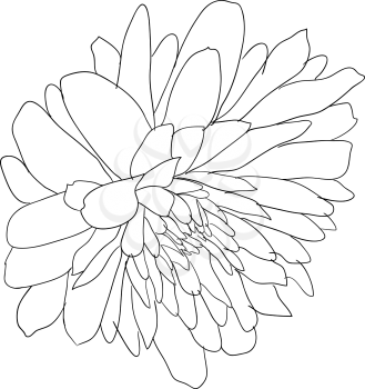 Beautiful sketch flower on white background.