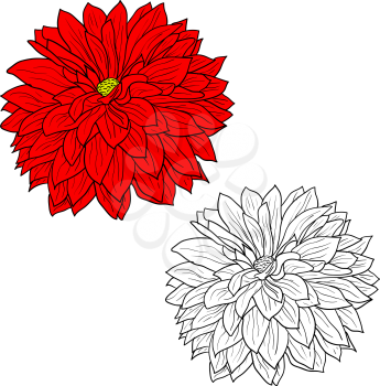 Beautiful monochrome and color sketch, dahlia flower on a white background.