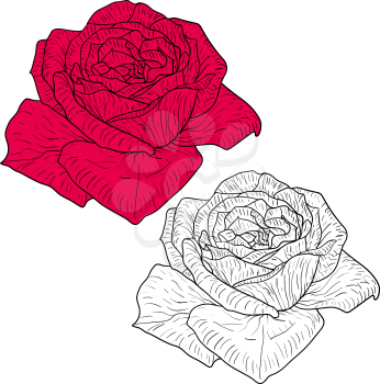 Beautiful monochrome and color sketch, rose flower on a white background.