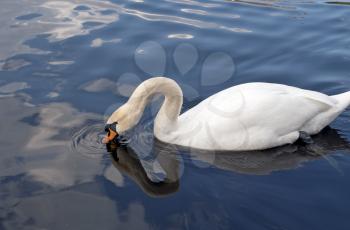 White swan neck with beautiful floats on the lake.