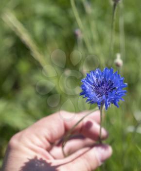 Holding a beautiful blue cornflower flower in his hand.