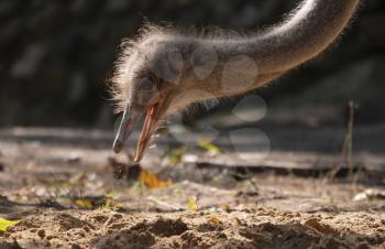 Ostrich close-up in the sand looking for food.