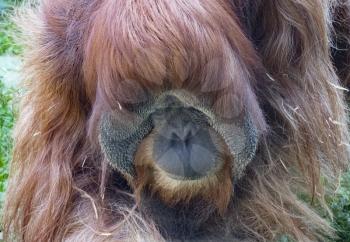The adult male of the Sumatran Orangutan.