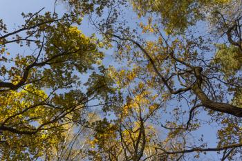 Big autumn oak against the blue sky