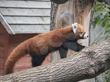 Red Panda, Firefox or Lesser Panda Ailurus fulgens on the tree.