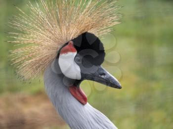 Beautiful bird, Grey Crowned Crane with blue eye and red wattle.