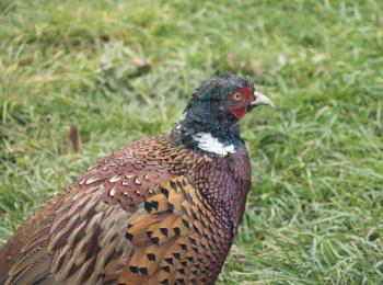 Pheasant close-up on a background of green grass.