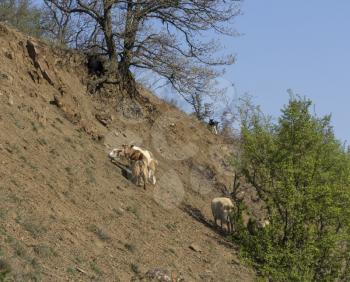Herd of mountain goats on the slopes in the bushes.