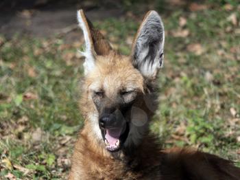 Red maned wolf in the captive animal portrait.