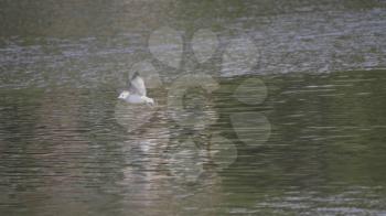 Seagull flying on water surface with speed to catch food.