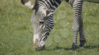 African beautiful zebra eating fresh green grass.