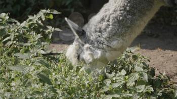 White llama eats juicy and green grass.