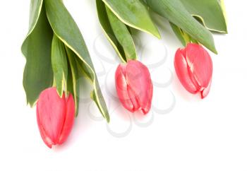 tulips  isolated on white background