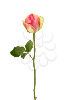 Beautiful rose   isolated on white background