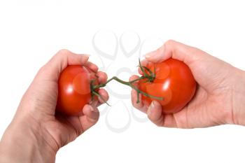 hands breaking fasten tomato isolated on white background
