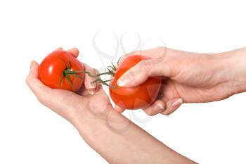 hands breaking fasten tomato isolated on white background
