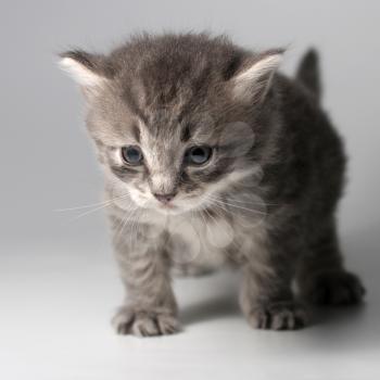 Small grey kitten  on grey background