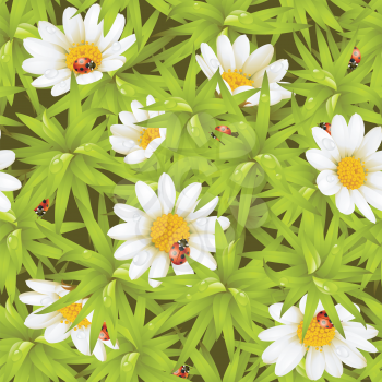 Royalty Free Clipart Image of Camomiles and Ladybugs