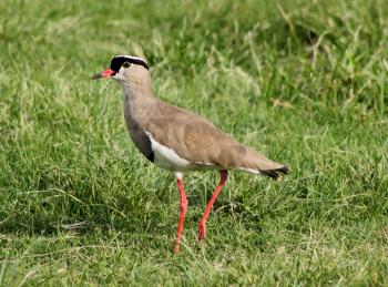 Royalty Free Photo of a Crowned Lapwing Bird in Grass