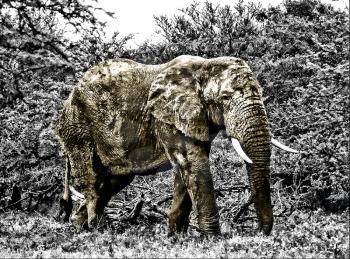 Royalty Free Photo of an Elephant