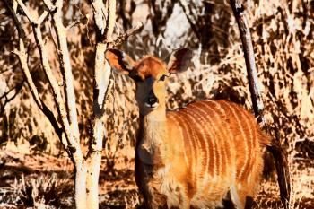 Royalty Free Photo of a Young Njala in Winter Bush